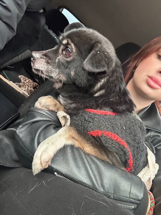 Помогите найти хозяина собачки