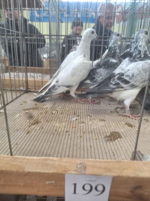 Młode gołębie pocztowe 3, 4 lęg, szpaki