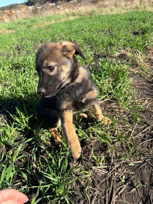 Чотири цуцики (1 хлопчик та 3 дівчинки)