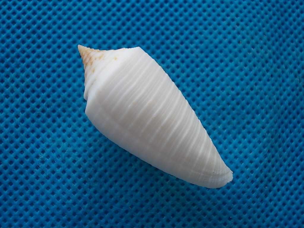 Muszle morskie- Conus asiaticus lovellreevei