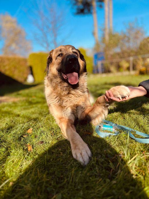 Suczka w typie Kaukaza do adopcji