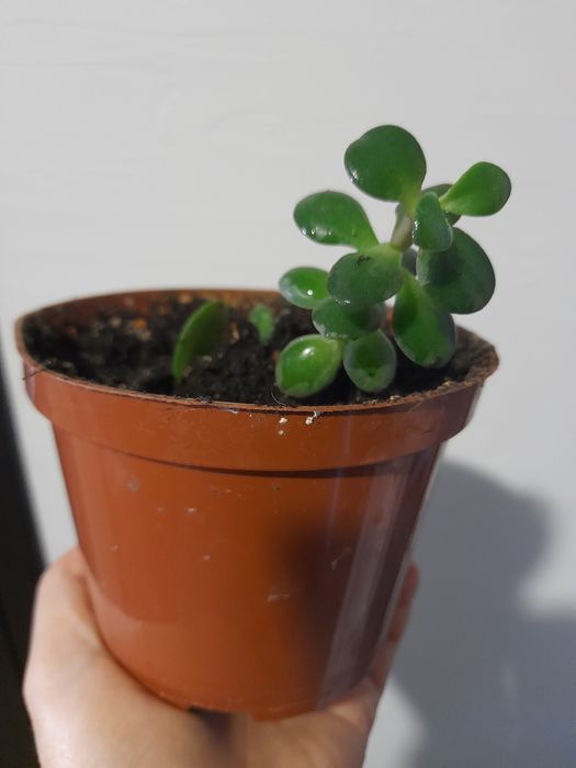 Толстянка , она же Crassula, она же денежное дерево