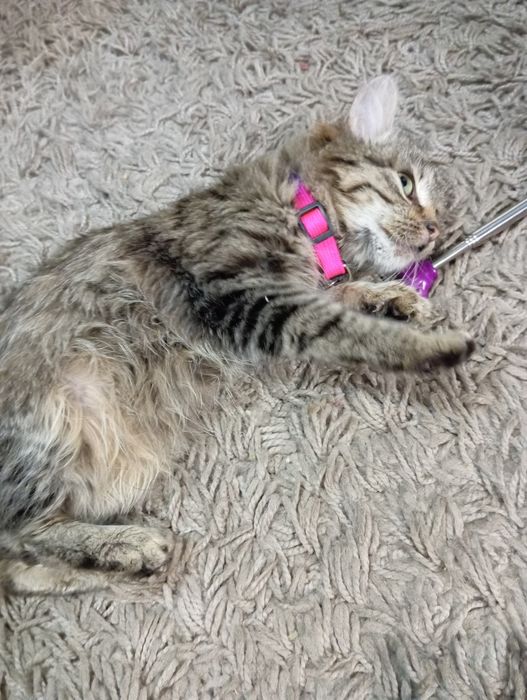 Подарую кошеня. Пухнасте.