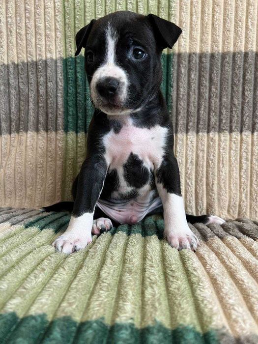 Амстаф, чорно-білі та сірі з гарним родоводом