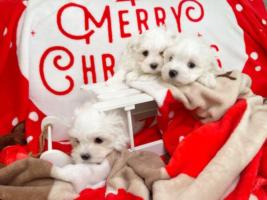 Piesek Maltańczyk rodowód