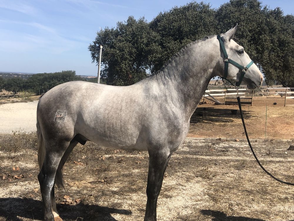 Cobriçoes cavalo Lusitano com 75.5