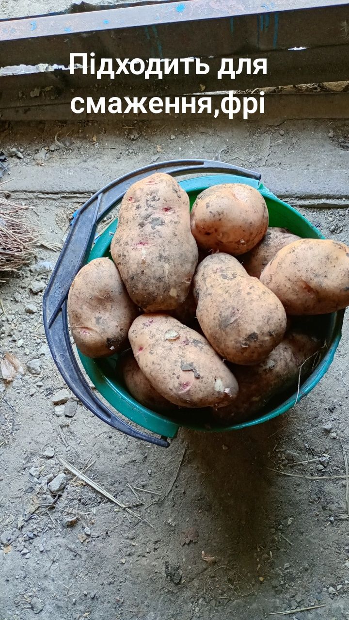 Продам картоплю.