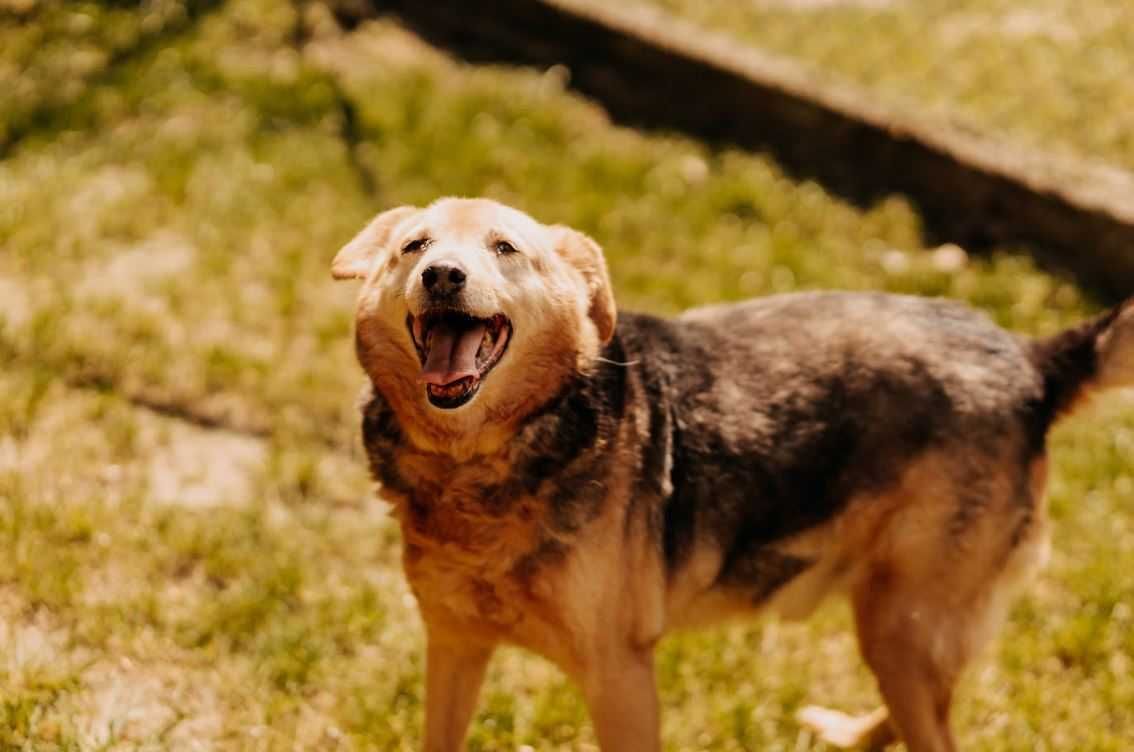 Cudowny, grzeczny seniorek poleca się do adopcji!!