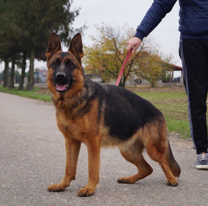 Owczarek Niemiecki długowłosy FCI