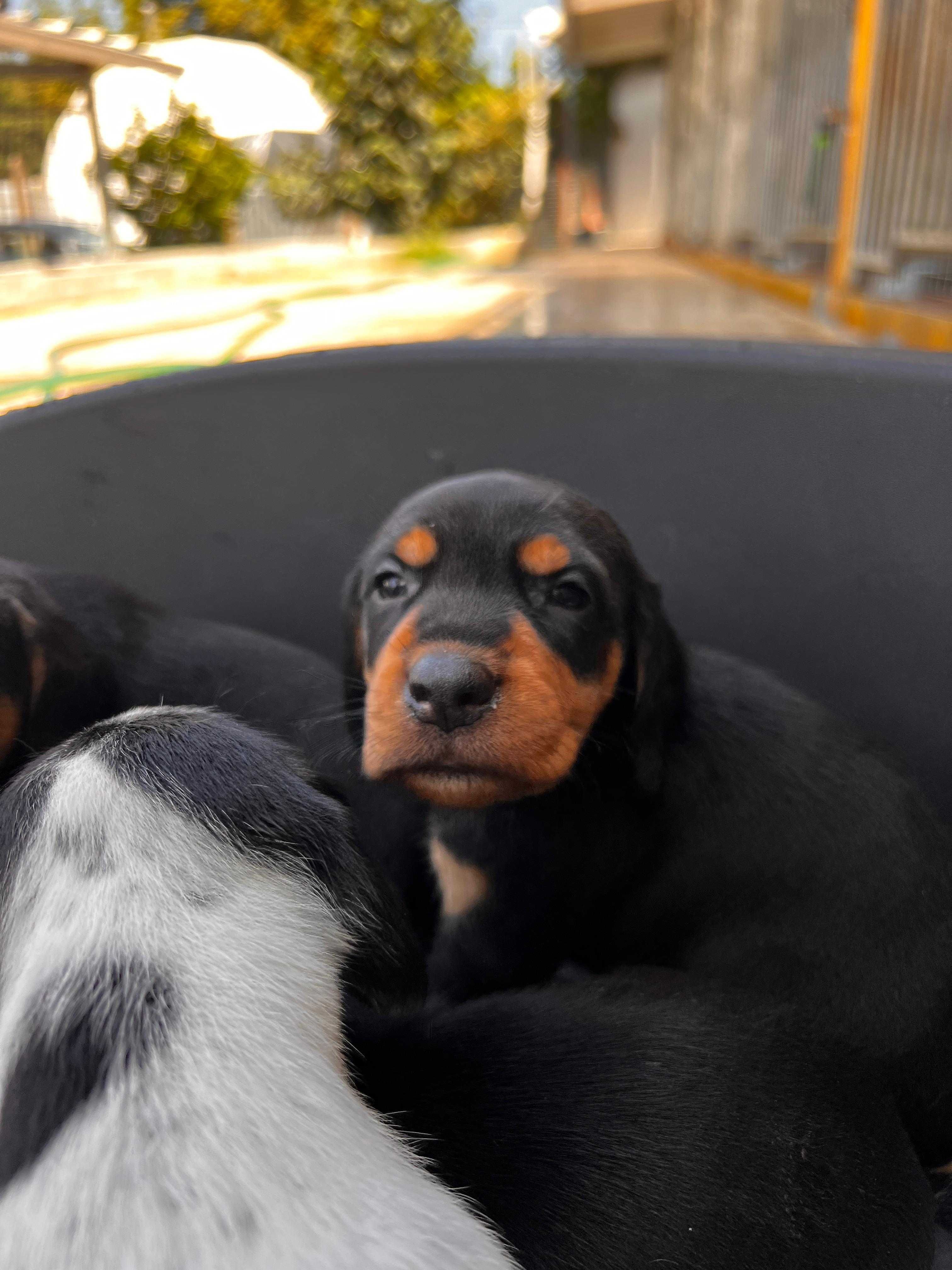 Bebés para adoção responsável (machos) e mãe