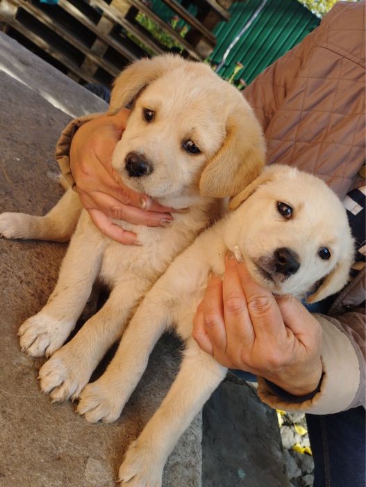 Цуценята шукають дім