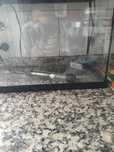 Aquário medio para peixes