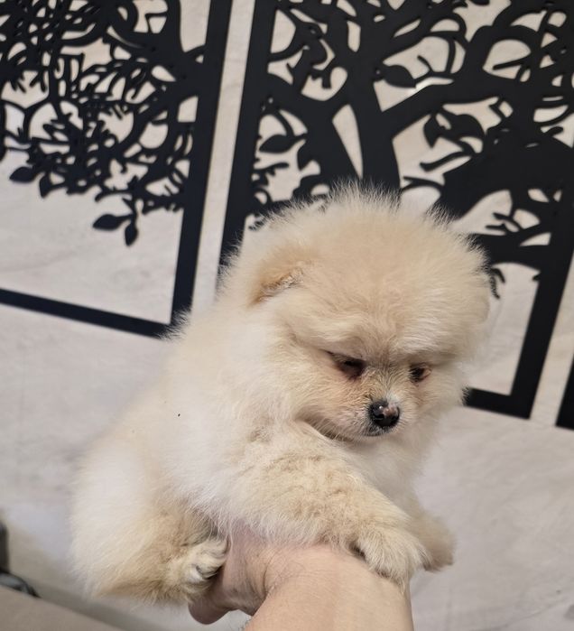 Sunia Szpic miniaturowy pomeranian