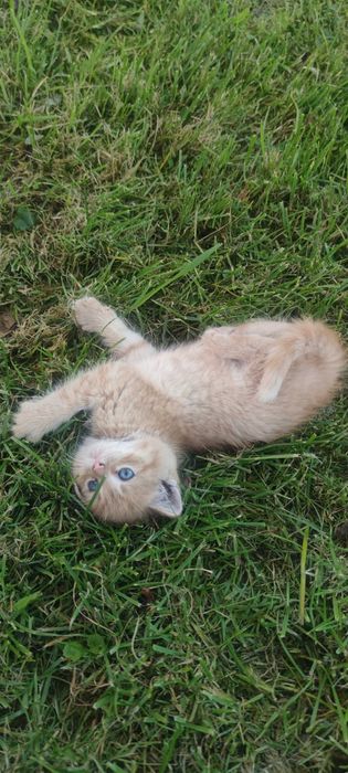 Oddam rude i rudobiałe małe kocice