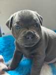 Staffordshire Bull Terrier, Stafik, Staffik,