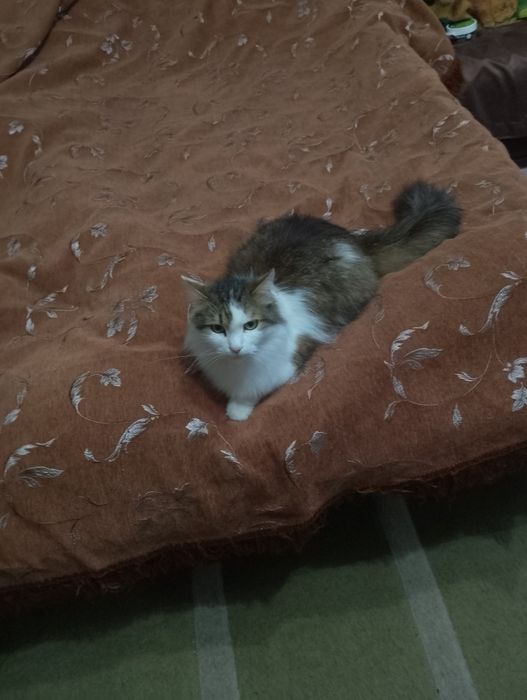 Кошка,котик сибирский,пушистый.