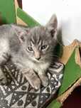 Kotek do adopcji