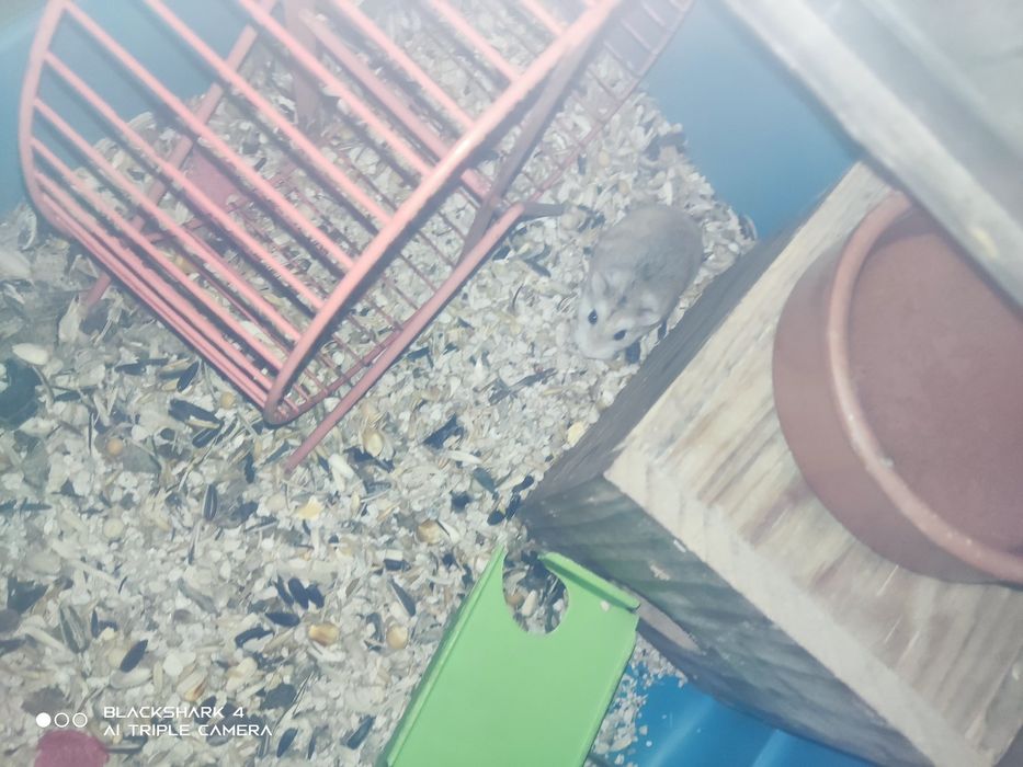 Hamster anão russo