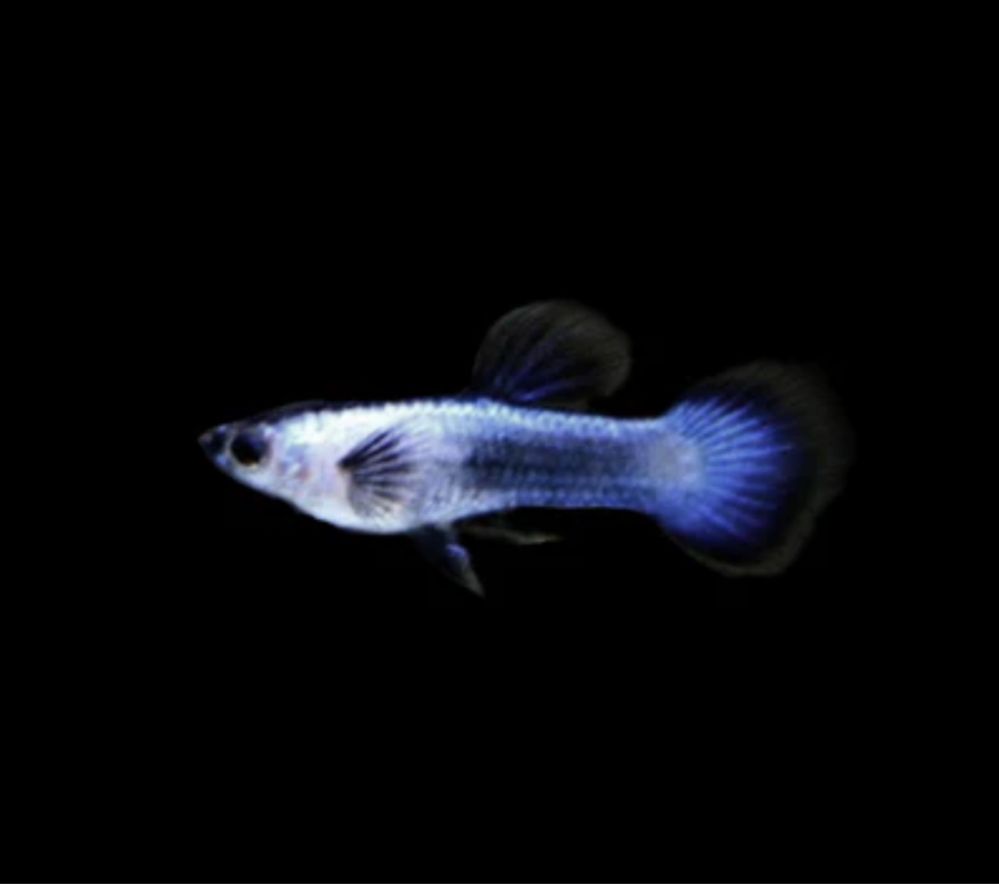 Trio Guppy endler blue panda