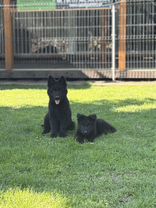 Owczarek staroniemiecki