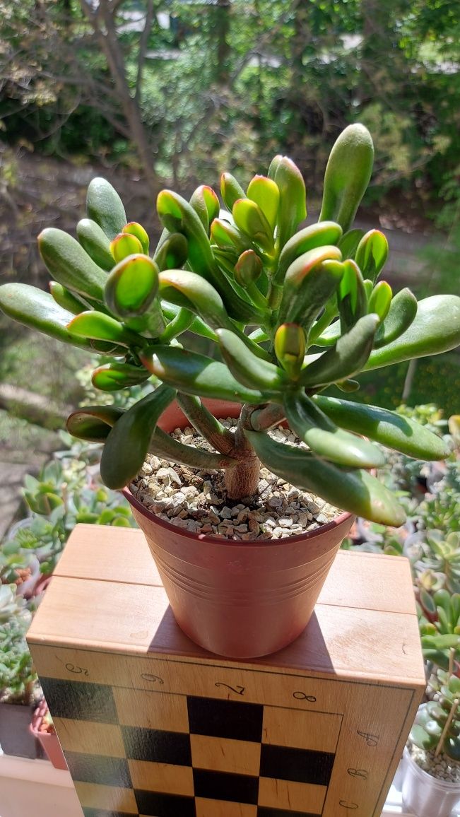 Крассула Ред Хорн  Crassula  Red Horn tree