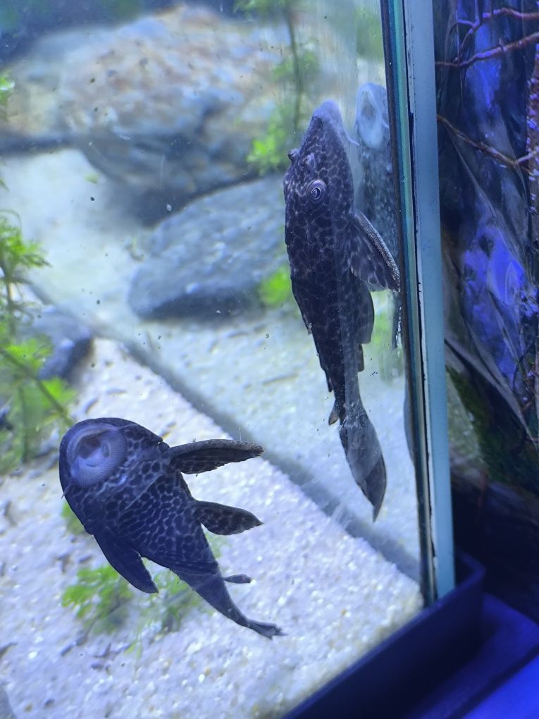 1Plecos 1 peixe gato rafael Ponte de Lima