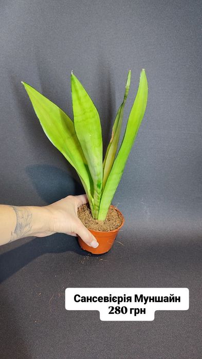 Аспленіум Сансевієрія Сингоніум Красула Будда Шефлера Сциндапсус