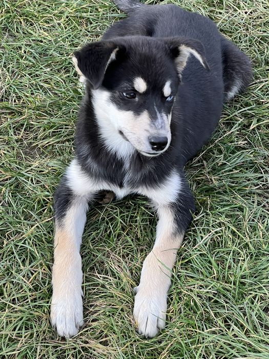 Віддам щенят в добрі руки