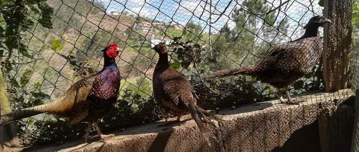 Ovos de raça e...