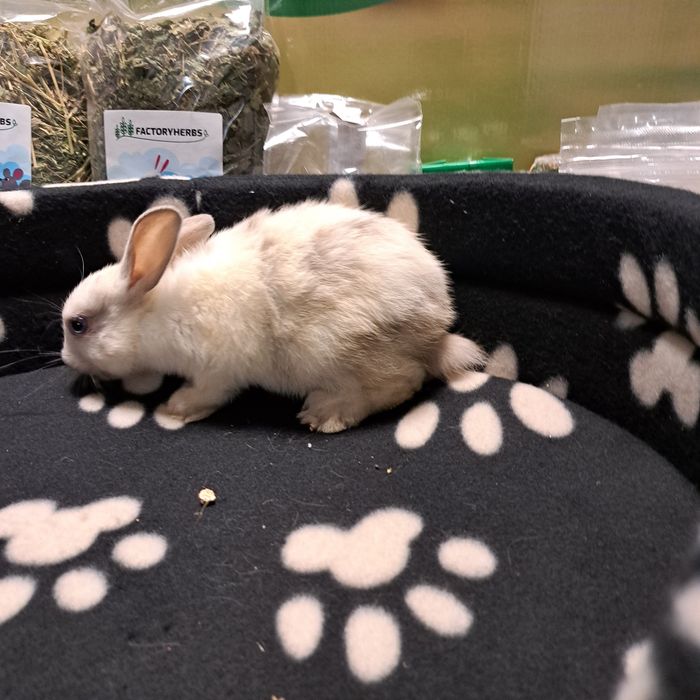 Królik karzełek w GRUBY KOCUR sklep zoologiczny w Rzeszowie