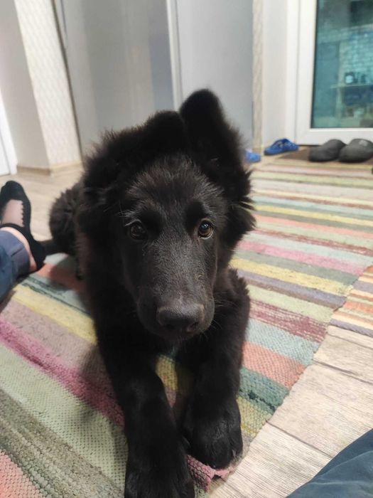 Цуценята німецької вівчарки