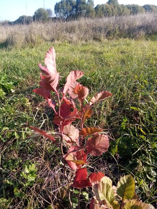 Саженцы боярышника Шамиль