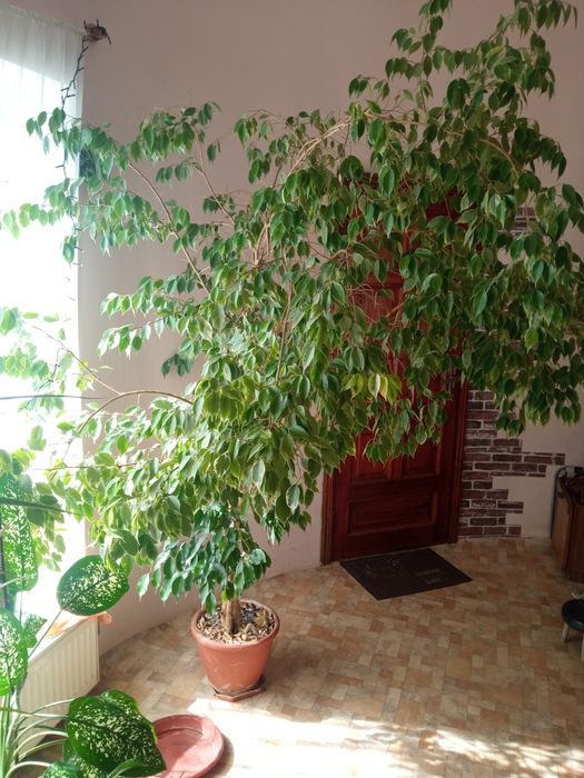 Фикус бенджамина