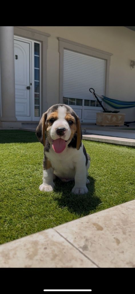 Excelente beagle macho