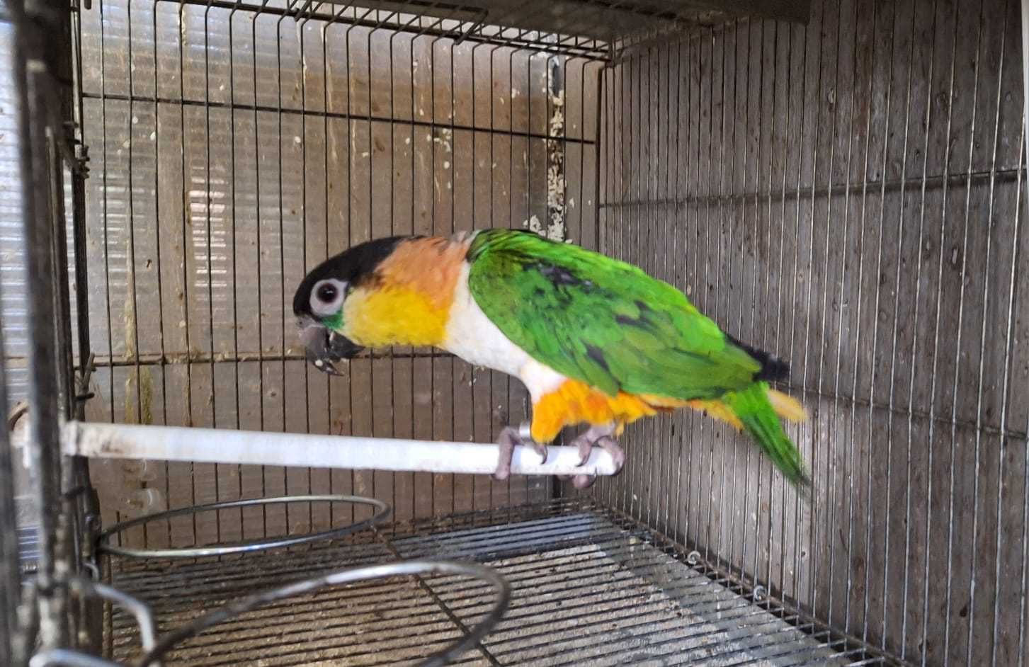 Marianinhas de cabeça preta