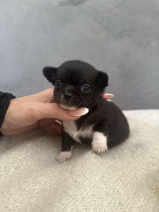 Chihuahua chlopczyk xxs, rodowod