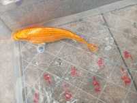 Carpa koi para venda