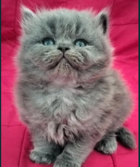 R E S E R V A D O British Longhair macho