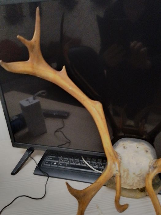 Продам сувениры "Рога"