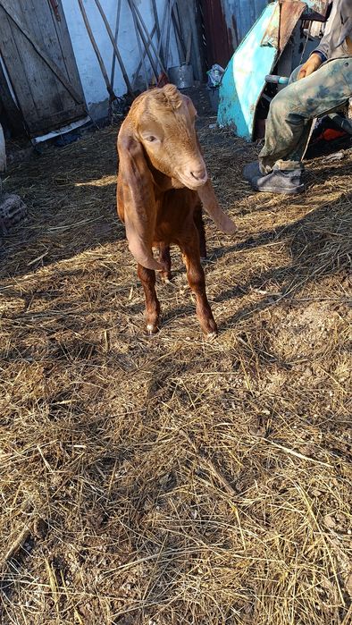 Козы козлы козлята