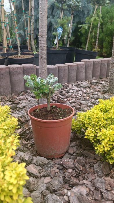 Ялиця корейська Когоутс Айсбрейкер