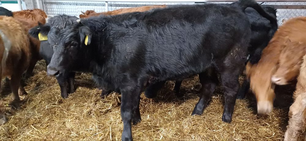 Sprzedam 16 sztuk jałowek odsadkow  300 kg