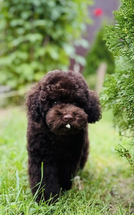 brązowy pudel fci 7m