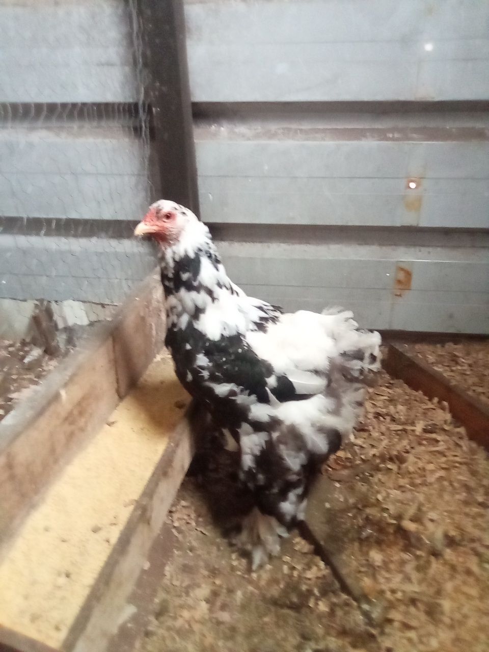 Ovos galados disponível de Brahmas puros