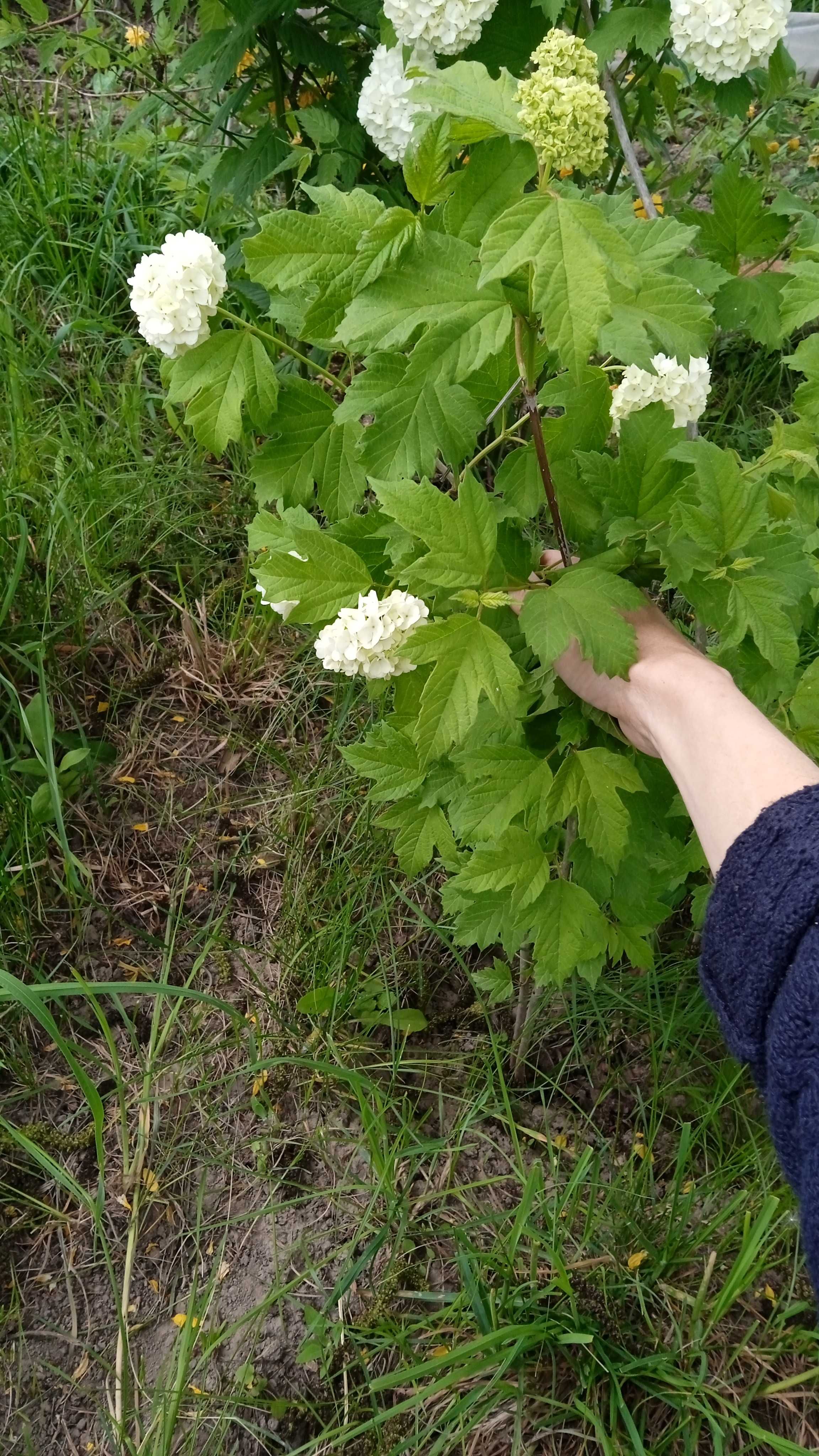 Бульдонеж Снігова куля Керія