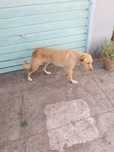 Cadela de 1 ano para adoção