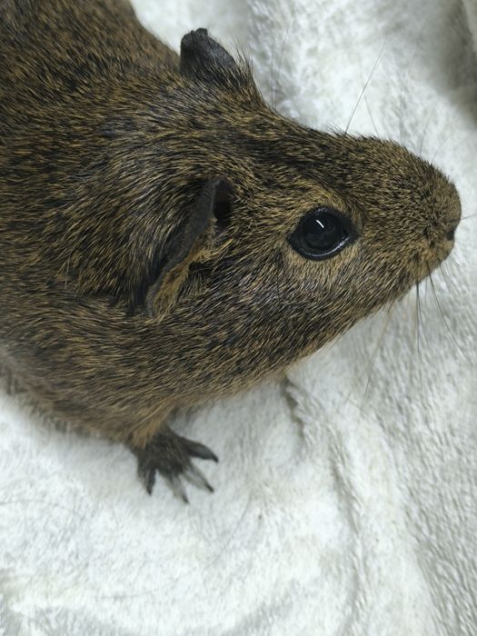 Świnki morskie -kawia domowa