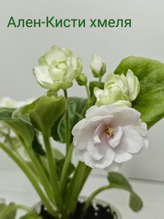 Продам фіалки сортові