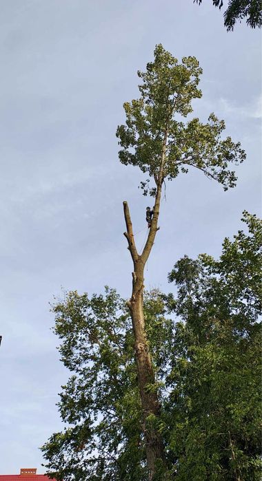 Wycinka drzew alpinistycznie Ozorków Łęczyca Zgierz