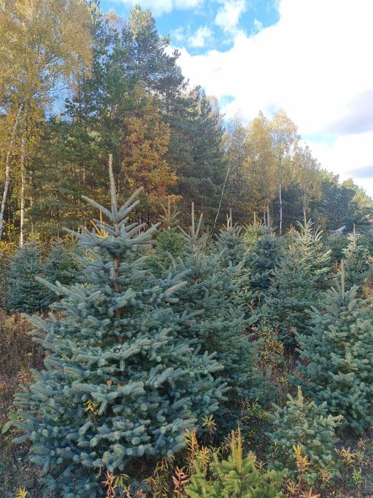 Świerk srebrny kłujący, 2 jeszcze nie cięte plantacje, choinka choinki